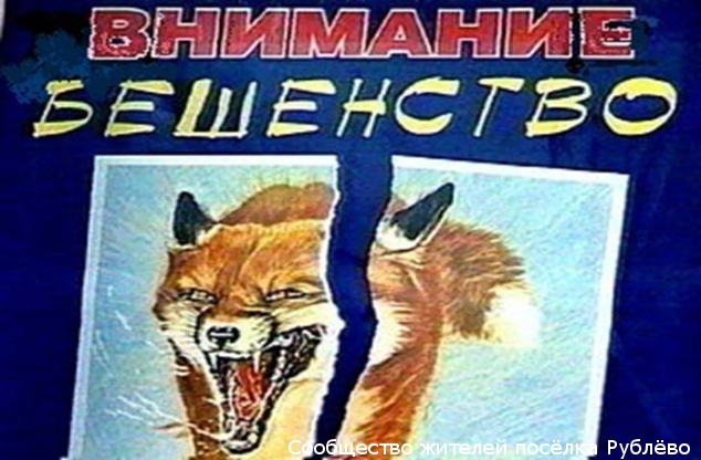 На территории р-на Кунцеов объявлен карантин по Бешенству!