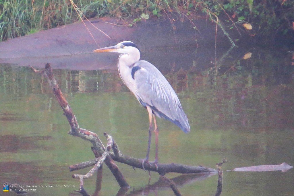 Краснокнижные животные в нашем посёлке 1