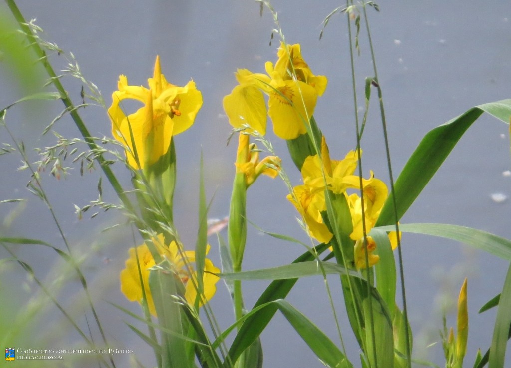 Краснокнижные животные и растения